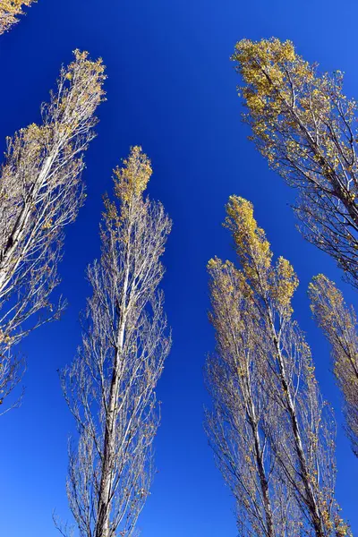 Czarna Topola Populus Nigra Opadającymi Liśćmi Błękitnym Niebem — Zdjęcie stockowe