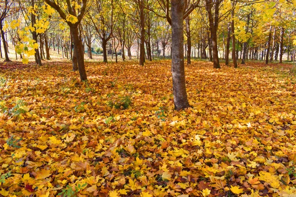 Klonowe Drzewa Acer Jesiennymi Liśćmi Parku — Zdjęcie stockowe