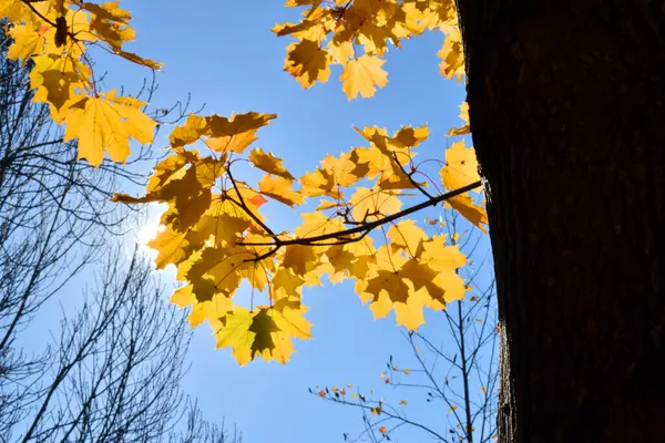 Bir Akçaağacın Sonbahar Renkli Yaprakları Acer Platanoides Işığa Karşı — Stok fotoğraf