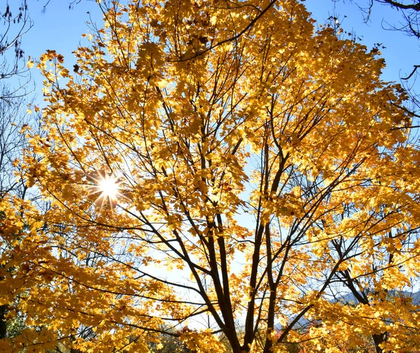 Bir Akçaağacın Sonbahar Renkli Yaprakları Acer Platanoides Işığa Karşı — Stok fotoğraf