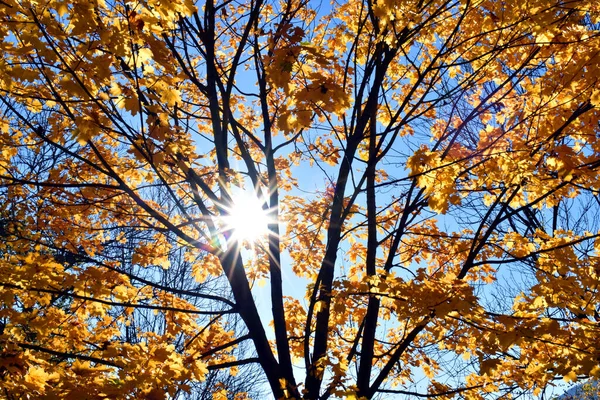 Herbstfarbene Blätter Eines Ahorns Acer Platanoides Gegen Das Licht — Stockfoto