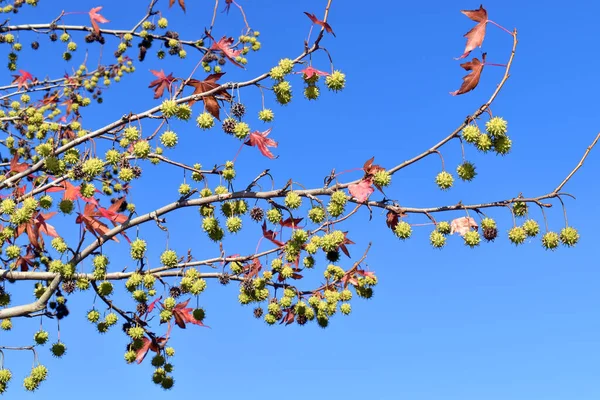 Liquidambar Styraciflua Fruits Осенняя Листва Парке Бильбао Страна Басков Испания — стоковое фото