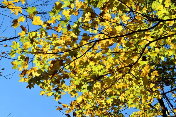 Jesienne Kolorowe Liście Klonu Wiejskiego Acer Campestre — Zdjęcie stockowe