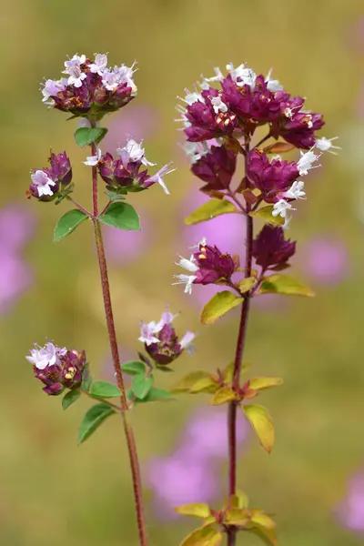 Origan Origanum Vulgare Fleur Une Plante Utilisée Comme Épice Médicament — Photo