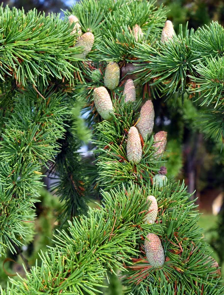 Cedar Cedrus Libani Showing Its Leaves Female Cones Arboretum University — Stock Photo, Image