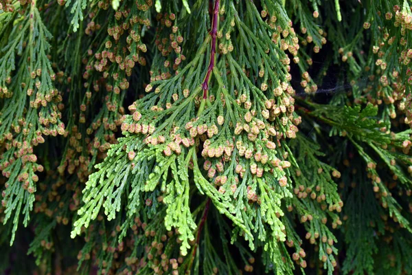 Detail Větve Calocedrus Decurrens Okrasných Stromů Používaných Zahradnictví Arboretum Baskické — Stock fotografie