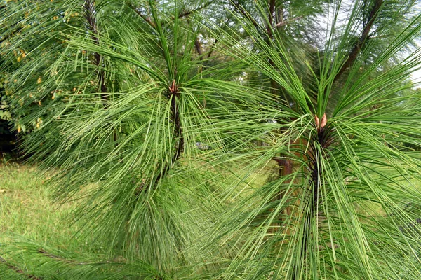 Etail Gałęzi Sosny Prostej Pinus Pseudostrobus Drzewa Ozdobnego Stosowanego Ogrodnictwie — Zdjęcie stockowe