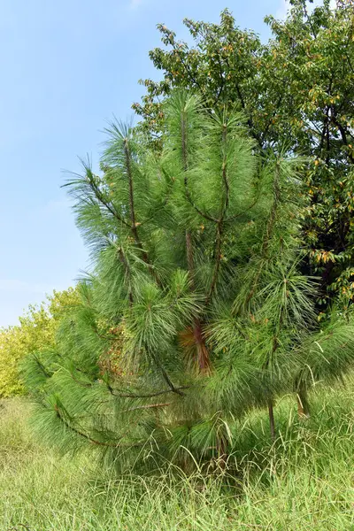 Prosta Sosna Pinus Pseudostrobus Ozdobne Drzewo Używane Ogrodnictwie Arboretum Uniwersytetu — Zdjęcie stockowe