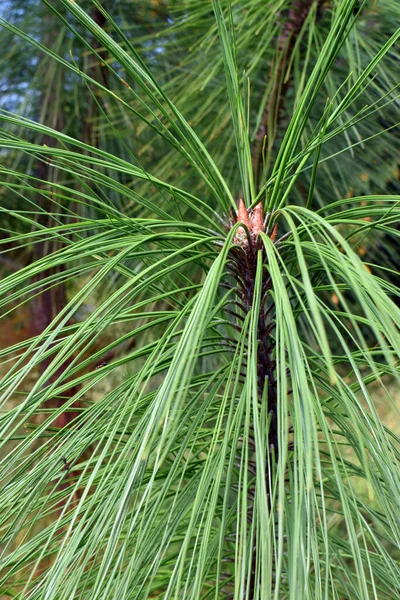 Etail Větev Rovné Borovice Pinus Pseudostrobus Okrasný Strom Používaný Při — Stock fotografie