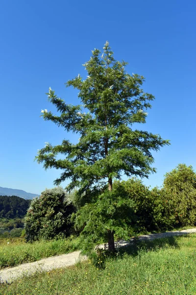 Grevillea Robusta Uma Árvore Ornamental Utilizada Jardinagem Arboreto Universidade País — Fotografia de Stock