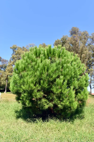 Pinus Pinea Vzorek Botanické Zahradě Arboretum Baskické Univerzity Leioa Španělsko — Stock fotografie