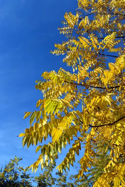 Gałęzie Jesiennymi Liśćmi Orzecha Włoskiego Juglans Nigra Arboretum Uniwersytetu Kraju — Zdjęcie stockowe