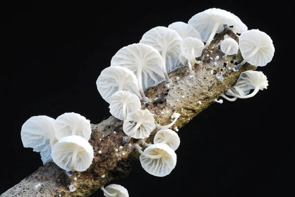 Marasmiellus candidus, ölü dallarda yetişen mantar.