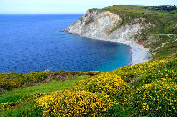 Azkorri plajı ve genista çiçekleri (Genista hispanica). Bask Sahili. Bask Ülkesi. İspanya