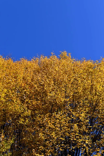 Carpinus Caroliniana Mit Herbstlaub Garten — Stockfoto