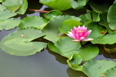 Su birikintisinde çiçek açan zambak (Nymphaea tetragona)