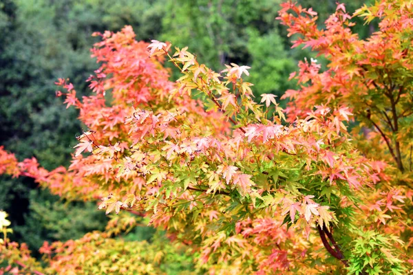 Japanse Esdoorn Takken Bladeren Acer Palmatum — Stockfoto