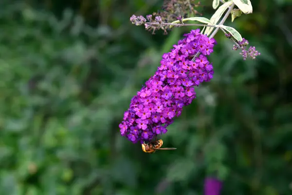 夏季丁香花 Harlequin 和亚洲大黄蜂 Vespa Velutina — 图库照片