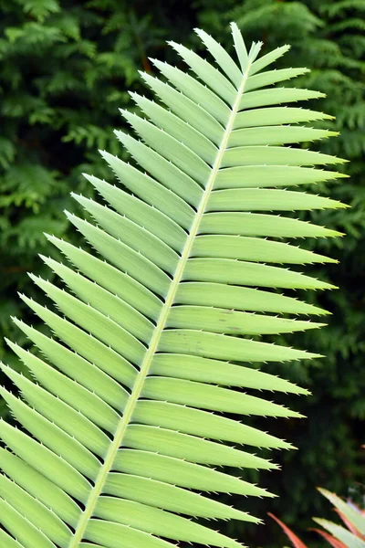 Giant Dioon Leaves Dioon Spinulosum Native Mexico — Stock Photo, Image