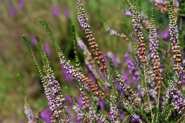 Cornish fundalığının (Erica vagans) enfeksiyonları çiçekleri Gorbeia Natural Park 'ı gösteriyor. Bask Ülkesi. İspanya
