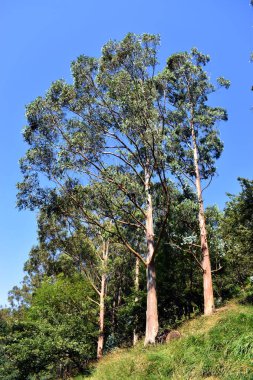 Bir yamaçta çeşitli mavi sakız örnekleri (okaliptüs globulus) bulunur.