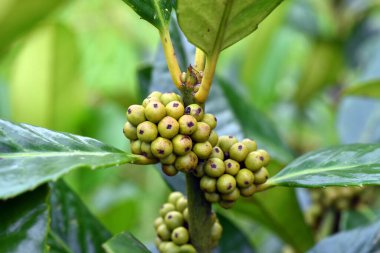 Yeşil (olgunlaşmamış) kutsal tarajo meyveleri (Ilex latifolia)