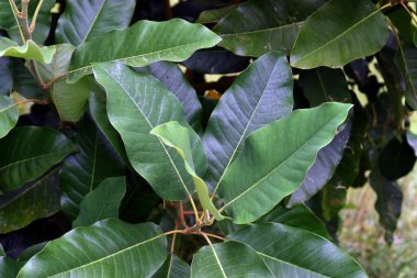 Houpu manolyasının yeşil yaprakları (Magnolia officinalis)