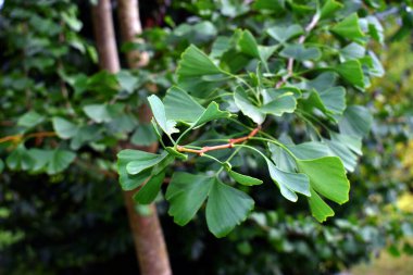 Ginkgo biloba 'nın dal ve yeşil yaprakları)