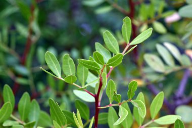 Lentisk yaprakları (Pistacia mercimeği)