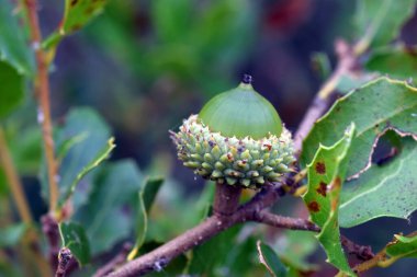 Kermes meşesi yaprağı ve palamudu (Quercus coccifera)