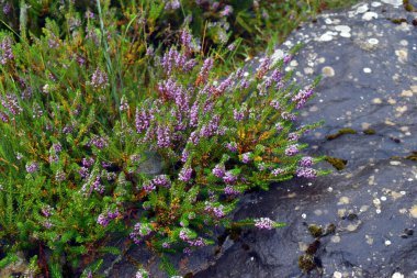 Kenevirin pembe çiçekleri, Calluna vulgaris bir kayanın yanında
