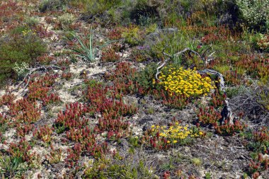 Loamy topraklarında nilüfer çiçekleri (sarı) ve Coris monspeliensis (kırmızımsı) 