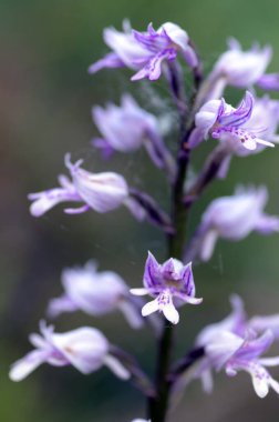 Çiçekteki vahşi orkide (Orchis militaris)