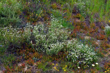 Loamy topraklarında çiçekli Dorycnium pentaphyllum (beyaz)