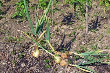 Bahçedeki soğanlar hasat için hazır.