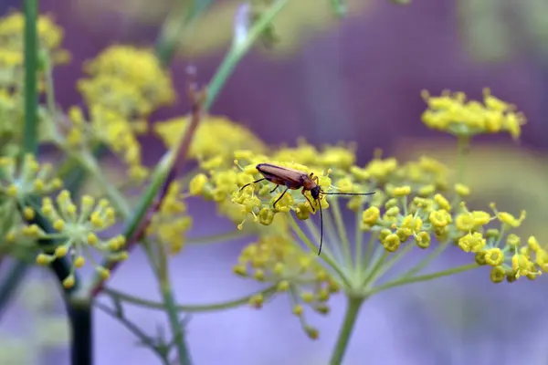 Vahşi rezene (Foeniculum vulgare) çiçekleriyle beslenen ve tozlaşmaya katkıda bulunan böcek
