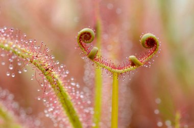 Güneşin yaprakları (Drosera capensis Red). Seçici bulanık resim