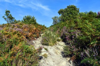 Calluna vulgaris fundalığı ve eğreltiotu Bask sahilinde. Bask Ülkesi. İspanya