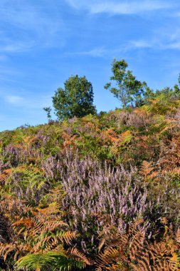 Calluna vulgaris fundalığı ve eğreltiotu Bask sahilinde. Bask Ülkesi. İspanya