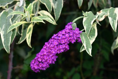 Buddleja Daviddii Harlequin 'in mor çiçekleri