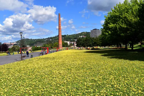 İstilacı Cape Ot Fabrikası 'nın (Arctotheca calendula) Bilbao' daki bir parkta çiçek açması. Bask Ülkesi. İspanya