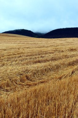 Bulutlu bir günde hasat edilmiş tahıl tarlası
