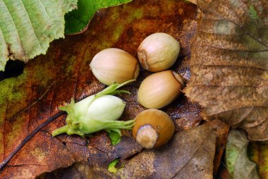 Yerde vahşi fındıklar (Corylus avellana).      