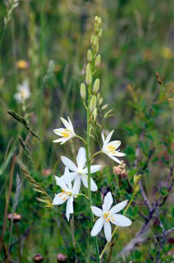 Çiçekteki St. Bernard zambağı (Anthericum liago)
