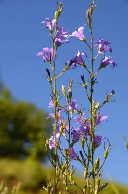 Mavi gökyüzüne karşı çiçek içinde rampion veya rapunzel (Campanula rapunculus)