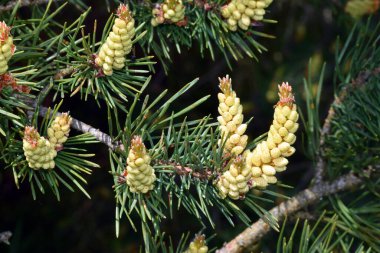 Avrupa kırmızı çam kozalakları veya erkek çiçekleri (Pinus sylvestris)