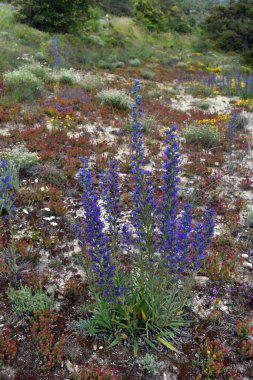 Viper 'ın böceği (Echium vulgare) ve loamy topraklarındaki diğer türler.    