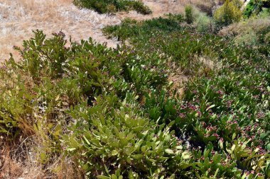 Opuntia dillenii otlaklarda yetişen istilacı bitki..   