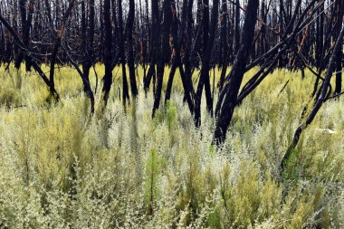 Heather, Sierra de la Culebra 'da yanmış bir çam ormanında. Zamora. İspanya