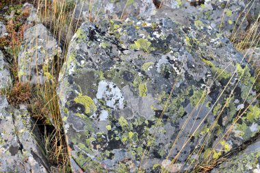 Bir kayanın üzerinde Rhizocarpon coğrafyası haritası. Bu bir kabuklu liken.